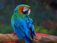 Parrot