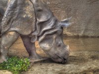 Rhino