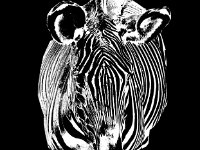 Zebra2
