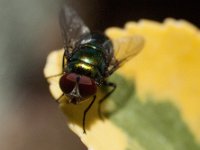 fly