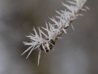 Spikes